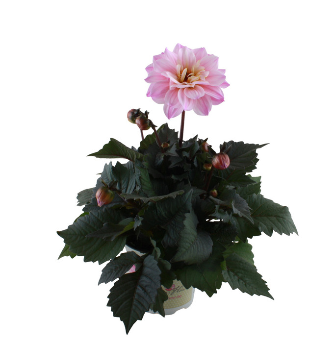 Georgine 'Dahlia Temptation' i 14 cm potte